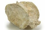 Fossil Plesiosaur (Zarafasaura) Vertebra - Morocco #317025-1